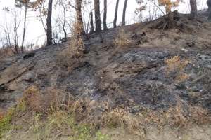 جلسة حوارية حول حرائق الغابات في المعهد العالي لبحوث البيئة