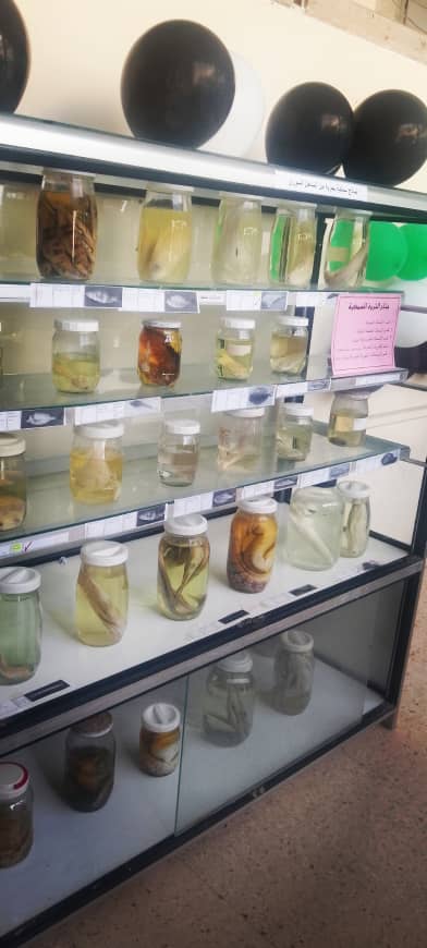 مقتطفات من معرض البيئة البحرية الذي اقيم في المعهد العالي للبحوث البحرية بمناسبة ذكرى يوم التحرير والثورة